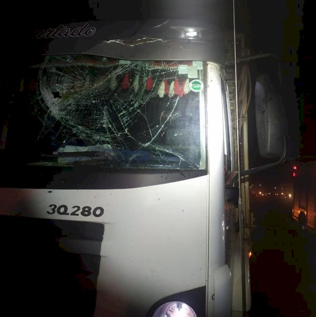 Árvore de grande porte cai sobre caminhão na rodovia SC-163